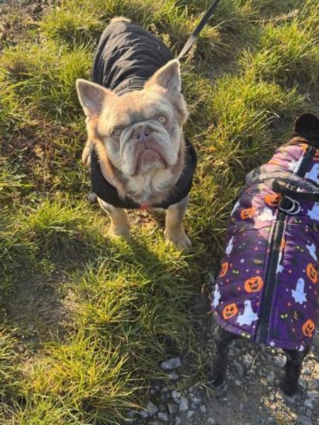 Französische Bulldogge Donny