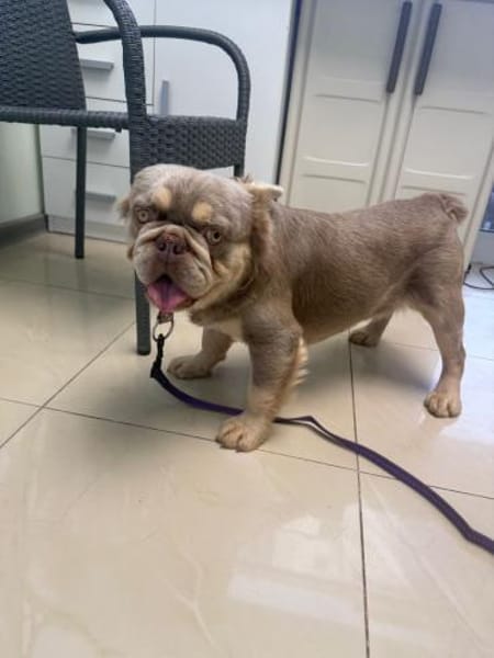 Französische Bulldogge Donny