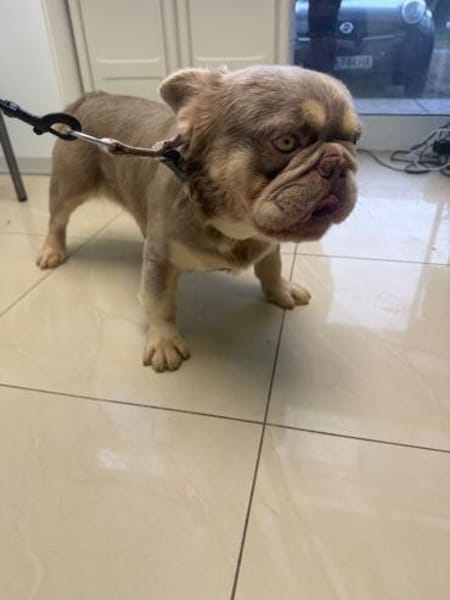 Französische Bulldogge Donny