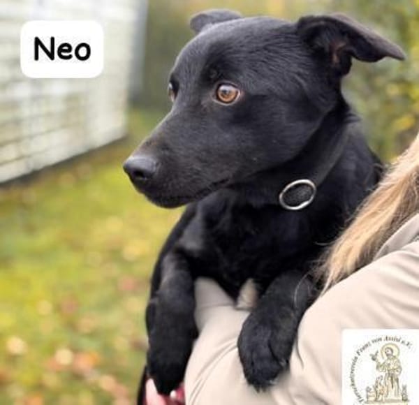 Neo  kleines Herz sucht Geborgenheit!
