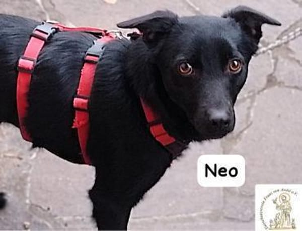 Neo  kleines Herz sucht Geborgenheit!