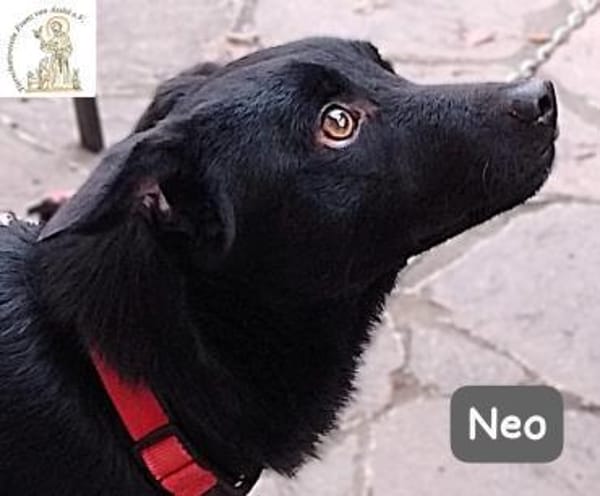 Neo  kleines Herz sucht Geborgenheit!