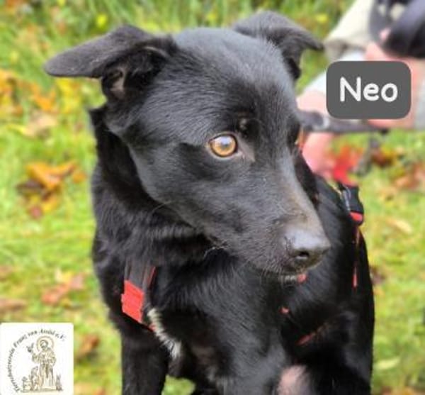 Neo  kleines Herz sucht Geborgenheit!