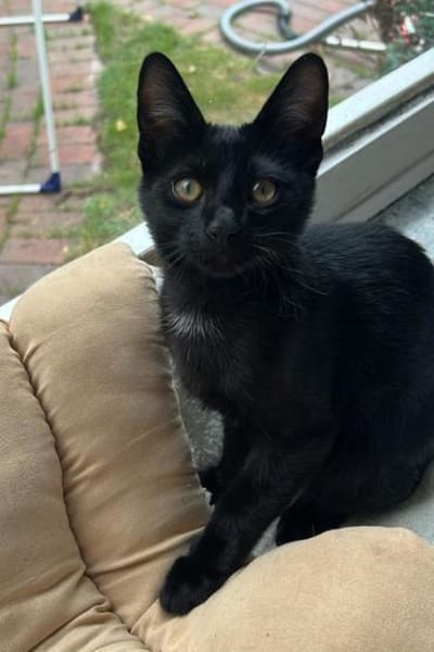 Kleiner ♥Luno♥ verspielt und liebenswert