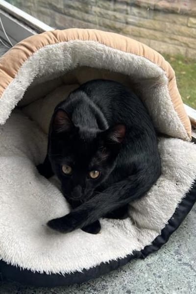 Kleiner ♥Luno♥ verspielt und liebenswert