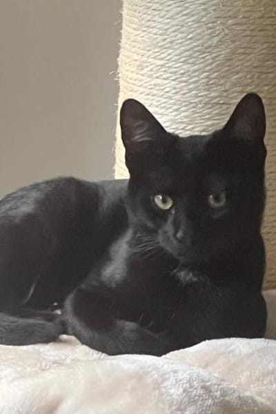 Kleiner ♥Luno♥ verspielt und liebenswert