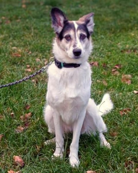 Stella - lieb&verschmust