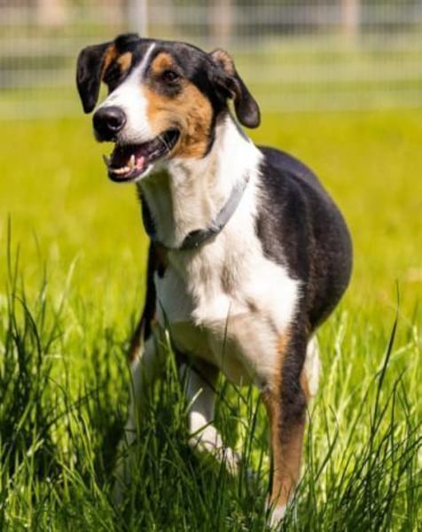 Bobi 💗 wartet in 99718 Greussen