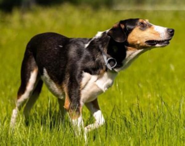 Bobi 💗 wartet in 99718 Greussen