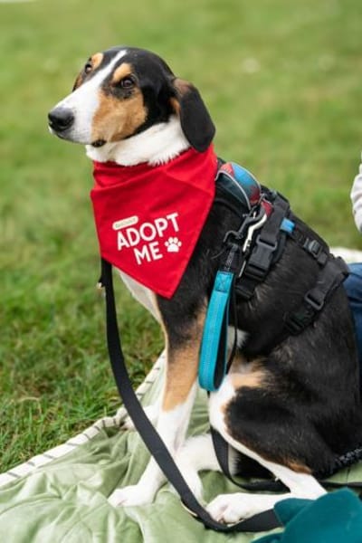 Bobi 💗 wartet in 99718 Greussen