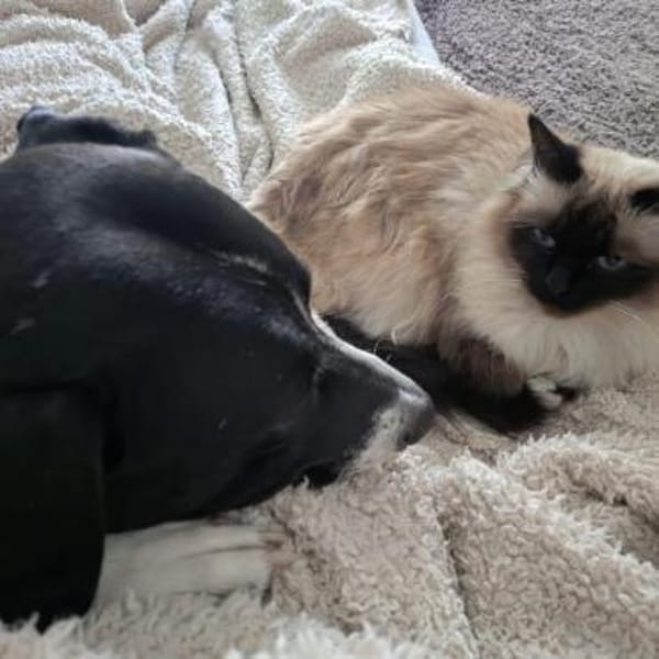 Kira sucht ihr Für-immer-Zuhause🏡