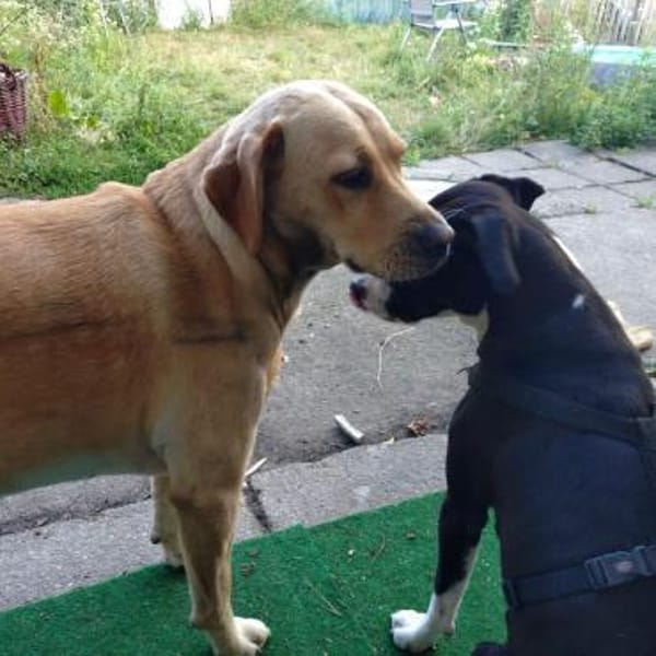 Kira sucht ihr Für-immer-Zuhause🏡