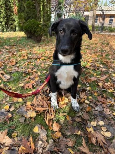 Till ein toller Rüde