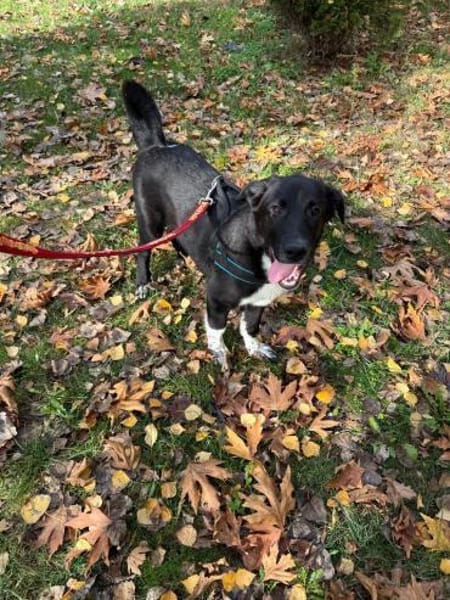 Till ein toller Rüde