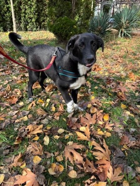 Till ein toller Rüde