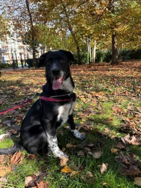 Till ein toller Rüde