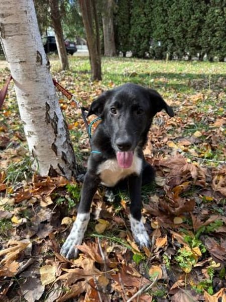 Till ein toller Rüde