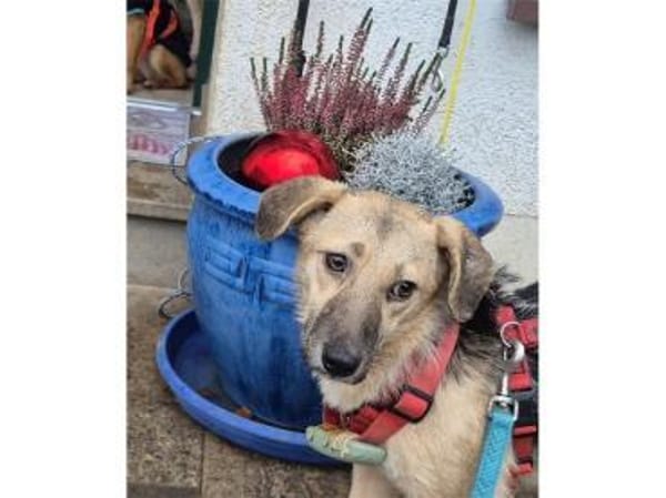 Kirsty - wartet in 96160 Geiselwind