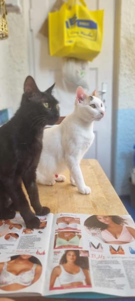 Elba & Ferrara Freundinnen suchen 🏠