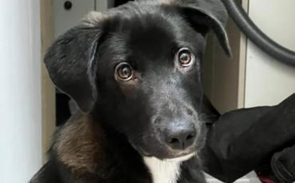 Kleiner Herzensbrecher Picu