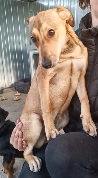 Süße Jazzy sucht ihre Familie