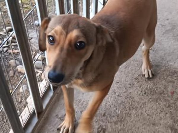 Süße Jazzy sucht ihre Familie