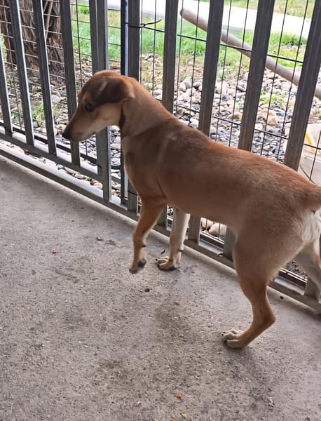 Süße Jazzy sucht ihre Familie