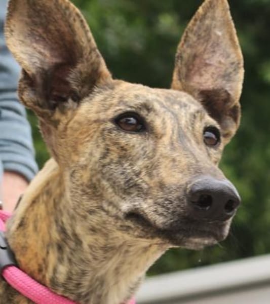 Guadalupe, verschmust, offen, freundlich