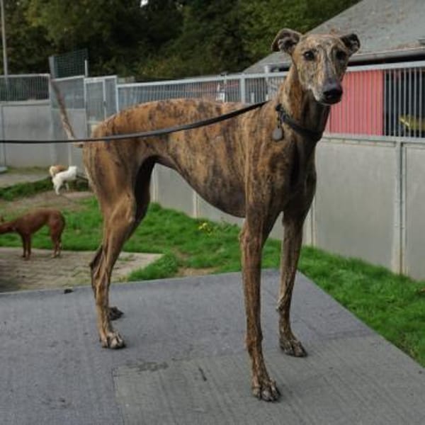 Guadalupe, verschmust, offen, freundlich