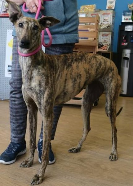 Guadalupe, verschmust, offen, freundlich