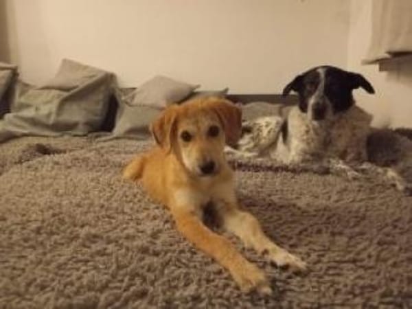 Emma 32 cm (Nov 25) Pfegestelle)