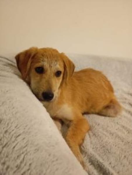 Emma 32 cm (Nov 25) Pfegestelle)