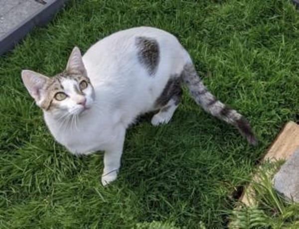 Charlie & Lucas suchen zusammen