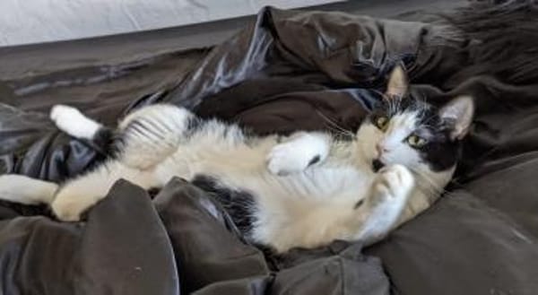 Charlie & Lucas suchen zusammen