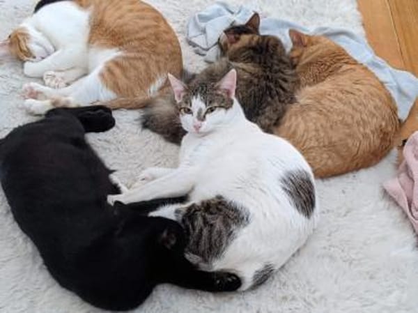 Charlie & Lucas suchen zusammen