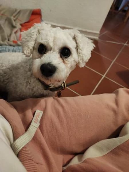 Bichon-Frise'-Mädchen PEANUT ❤