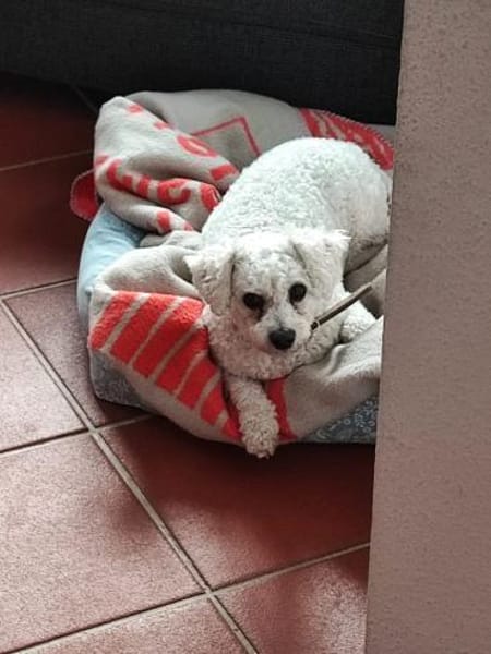 Bichon-Frise'-Mädchen PEANUT ❤
