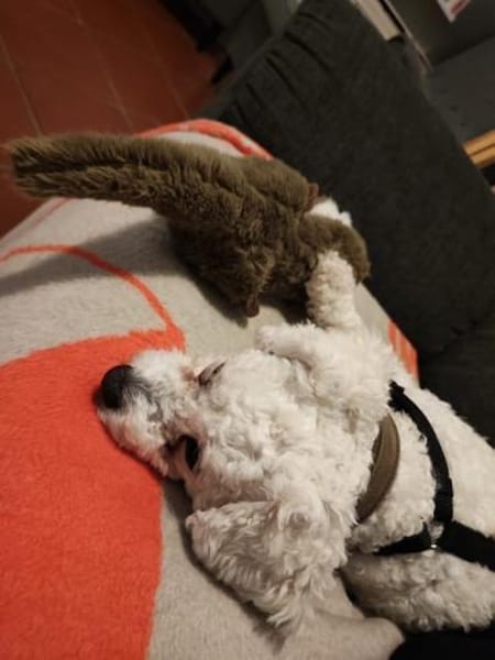 Bichon-Frise'-Mädchen PEANUT ❤