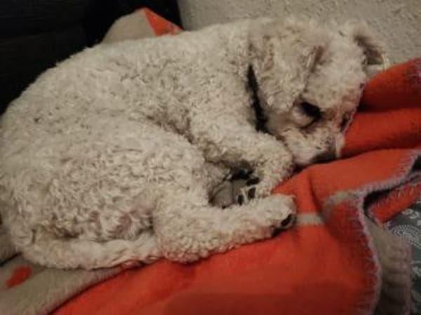 Bichon-Frise'-Mädchen PEANUT ❤