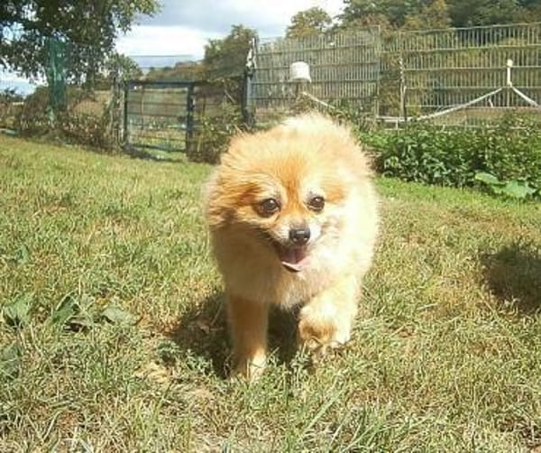 Sunny,Teddybär,sanft