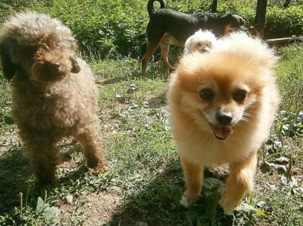 Sunny,Teddybär,sanft