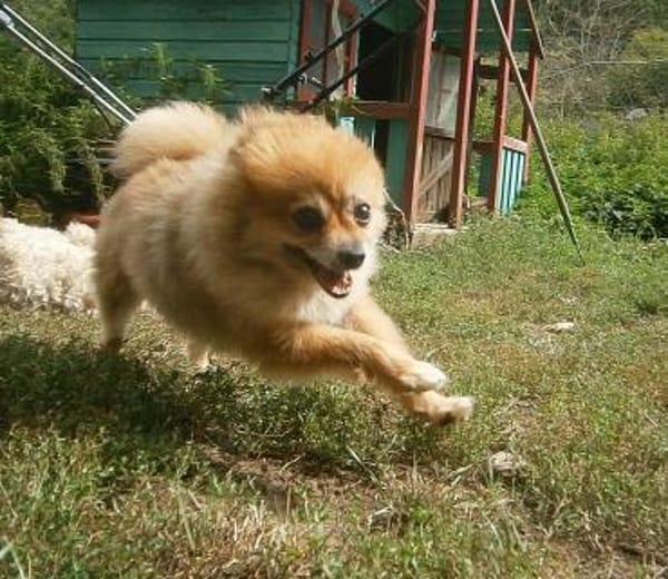 Sunny,Teddybär,sanft