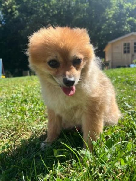 Sunny,Teddybär,sanft