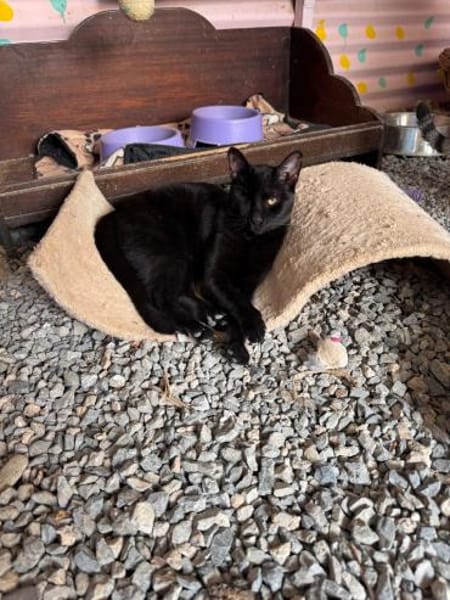 Maja aus dem Tierschutz Kreta