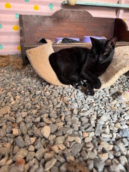 Maja aus dem Tierschutz Kreta