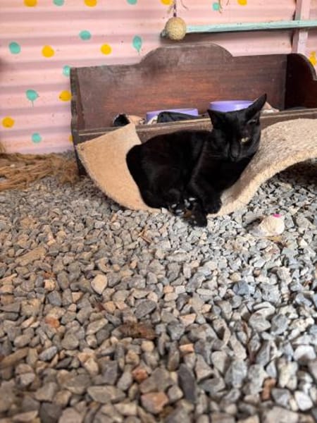 Maja aus dem Tierschutz Kreta