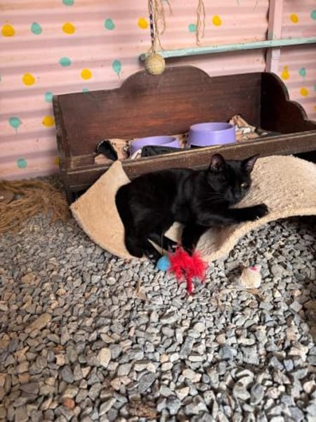 Maja aus dem Tierschutz Kreta