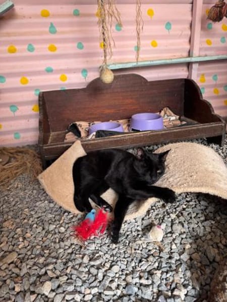 Maja aus dem Tierschutz Kreta