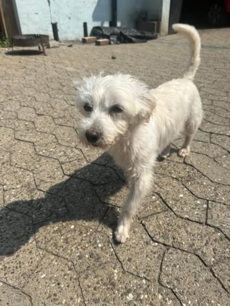 Sammy, Sensibelchen sucht Ruhe