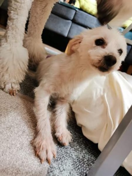 Sammy, Sensibelchen sucht Ruhe